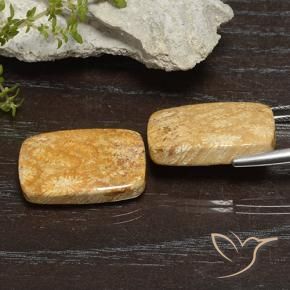 Gemme di Corallo fossile Multicolore naturale da 26.68 ct, Cuscino, Opaco