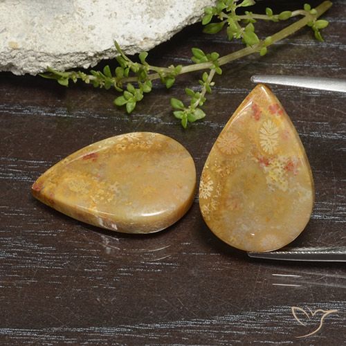 23.49ctw Naturale Multicolore Corallo fossile, Forma a pera, Opaco
