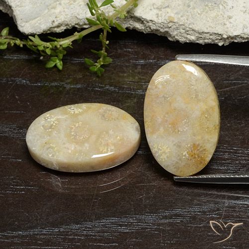 24.96ctw Naturale Multicolore Corallo fossile, Ovale, Opaco