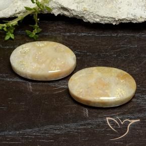 Gemme di Corallo fossile Multicolore naturale da 24.96 ct, Ovale, Opaco