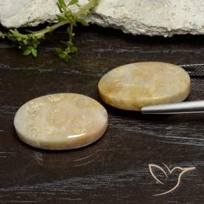 Gemme di Corallo fossile Multicolore naturale da 24.96 ct, Ovale, Opaco