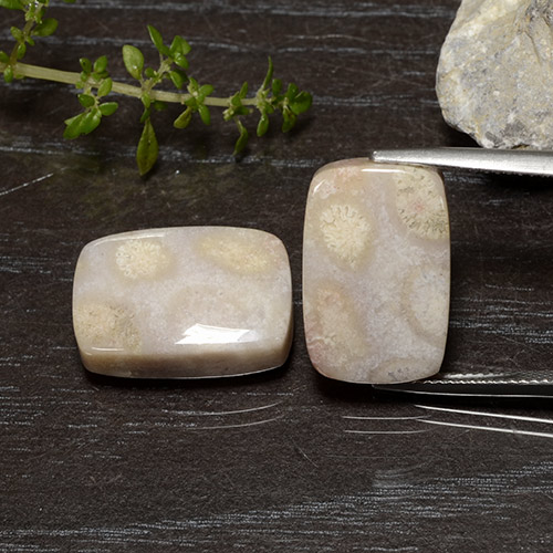 Gemme di Corallo fossile Multicolore naturale da 25.01 ct, Taglio a cuscino, Opaco