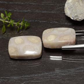 Gemme di Corallo fossile Multicolore naturale da 25.01 ct, Taglio a cuscino, Opaco