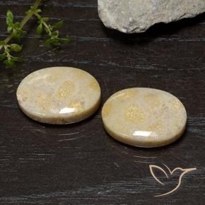 Gemme di Corallo fossile Multicolore naturale da 20.54 ct, Ovale, Opaco