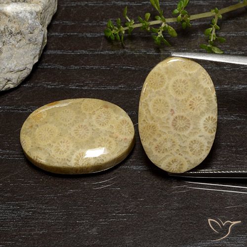 39.00ctw Naturale Multicolore Corallo fossile, Ovale, Opaco