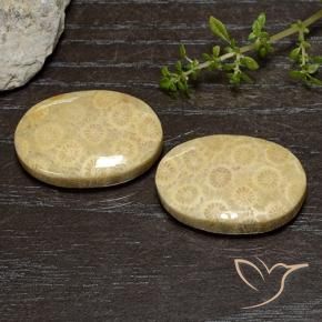 Gemme di Corallo fossile Multicolore naturale da 39.00 ct, Ovale, Opaco