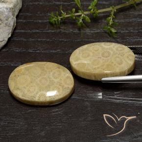 Gemme di Corallo fossile Multicolore naturale da 39.00 ct, Ovale, Opaco