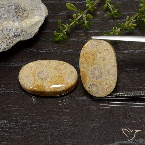 25.75ctw Naturale Multicolore Corallo fossile, Ovale, Opaco