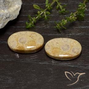 Gemme di Corallo fossile Multicolore naturale da 25.75 ct, Ovale, Opaco