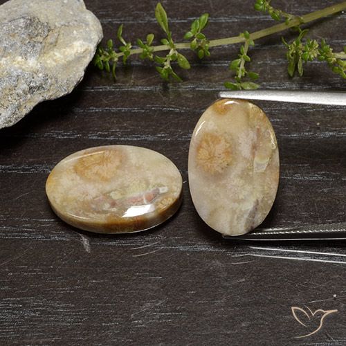 26.83ctw Naturale Multicolore Corallo fossile, Ovale, Opaco