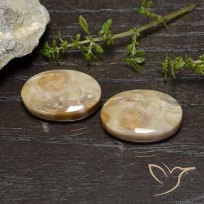 Gemme di Corallo fossile Multicolore naturale da 26.83 ct, Ovale, Opaco