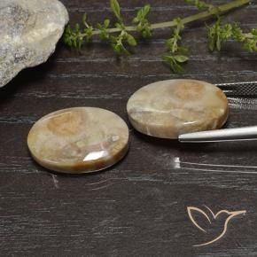 Gemme di Corallo fossile Multicolore naturale da 26.83 ct, Ovale, Opaco