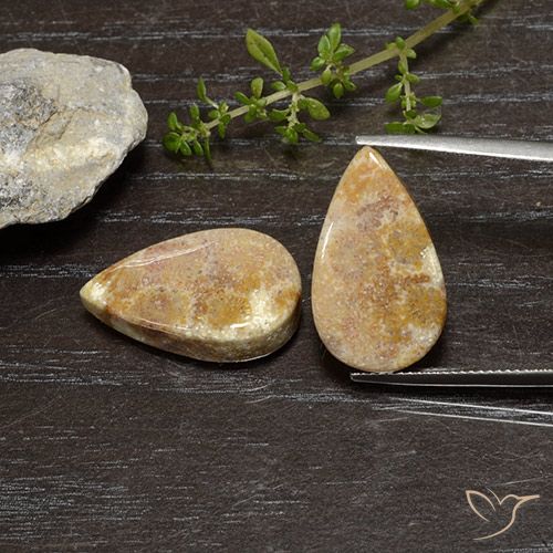 25.11ctw Naturale Multicolore Corallo fossile, Forma a pera, Opaco