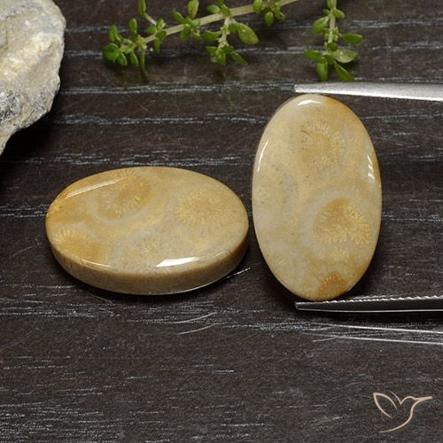Gemme di Corallo fossile Multicolore naturale da 27.16 ct, Ovale, Opaco