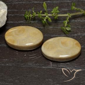 Gemme di Corallo fossile Multicolore naturale da 27.16 ct, Ovale, Opaco