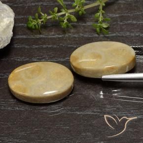 Gemme di Corallo fossile Multicolore naturale da 27.16 ct, Ovale, Opaco