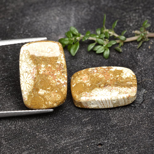 Gemme di Corallo fossile Multicolore naturale da 16.41 ct, Taglio a cuscino, Opaco