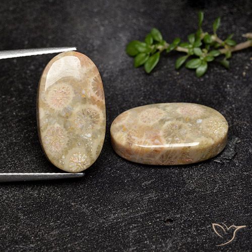 19.57ctw Naturale Multicolore Corallo fossile, Ovale, Opaco