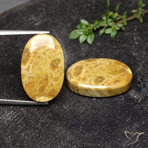 19.91ctw Naturale Multicolore Corallo fossile, Ovale, Opaco
