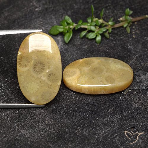 18.93ctw Naturale Multicolore Corallo fossile, Ovale, Opaco