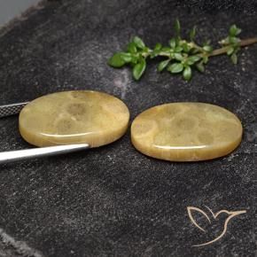 Gemme di Corallo fossile Multicolore naturale da 18.93 ct, Ovale, Opaco