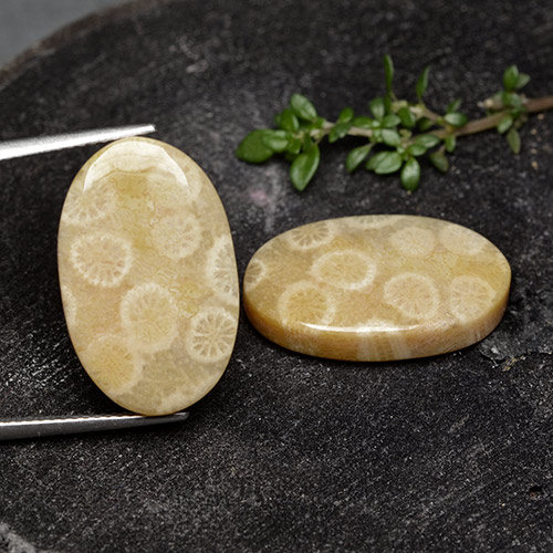 Gemme di Corallo fossile Multicolore naturale da 24.38 ct, Taglio ovale, Opaco