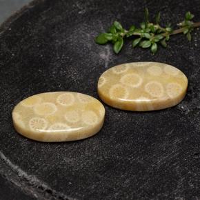 Gemme di Corallo fossile Multicolore naturale da 24.38 ct, Taglio ovale, Opaco