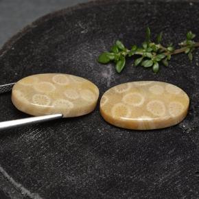 Gemme di Corallo fossile Multicolore naturale da 24.38 ct, Taglio ovale, Opaco