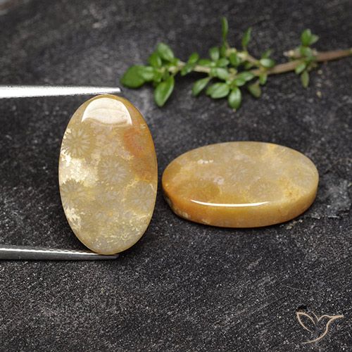17.47ctw Naturale Multicolore Corallo fossile, Ovale, Opaco