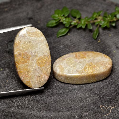 26.31ctw Naturale Multicolore Corallo fossile, Ovale, Opaco
