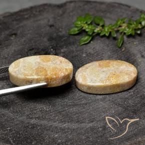 Gemme di Corallo fossile Multicolore naturale da 26.31 ct, Ovale, Opaco