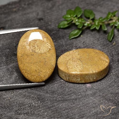 20.50ctw Naturale Multicolore Corallo fossile, Ovale, Opaco