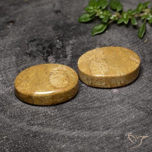Gemme di Corallo fossile Multicolore naturale da 20.50 ct, Ovale, Opaco