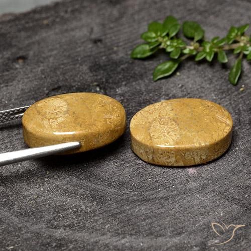 Gemme di Corallo fossile Multicolore naturale da 20.50 ct, Ovale, Opaco