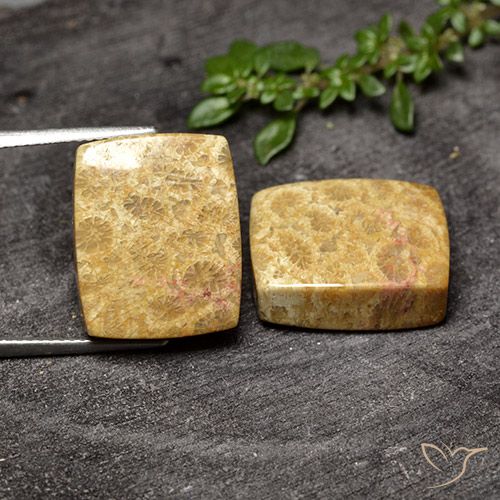 29.63ctw Naturale Multicolore Corallo fossile, Cuscino, Opaco