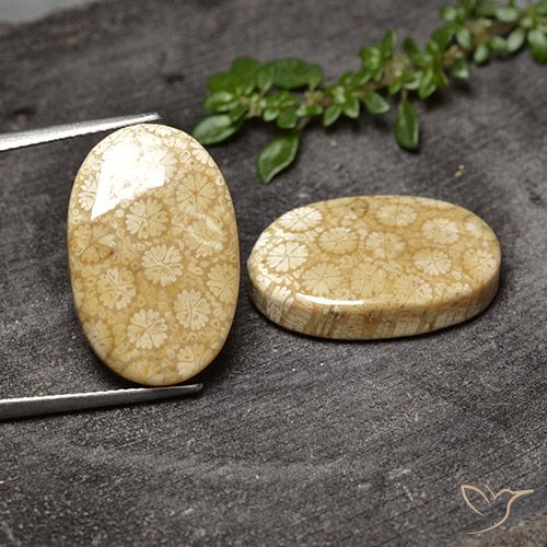 28.20ctw Naturale Multicolore Corallo fossile, Ovale, Opaco