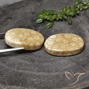 Gemme di Corallo fossile Multicolore naturale da 28.20 ct, Ovale, Opaco