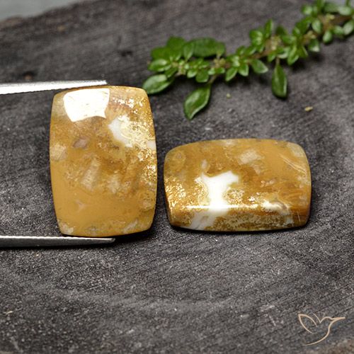 30.80ctw Naturale Multicolore Corallo fossile, Cuscino, Opaco