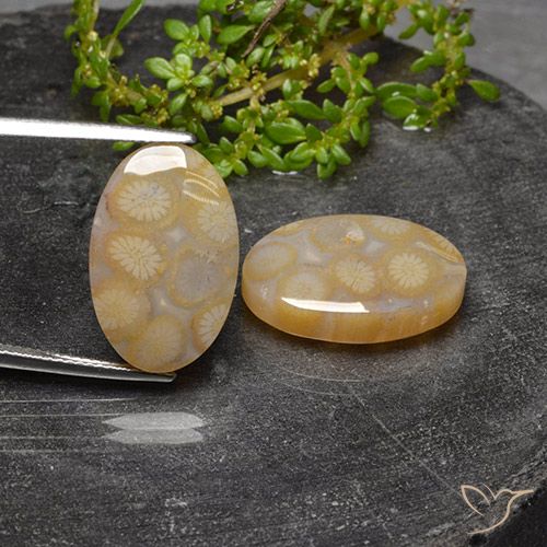 23.14ctw Naturale Multicolore Corallo fossile, Ovale, Traslucido