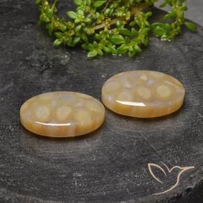Gemme di Corallo fossile Multicolore naturale da 23.14 ct, Ovale, Traslucido