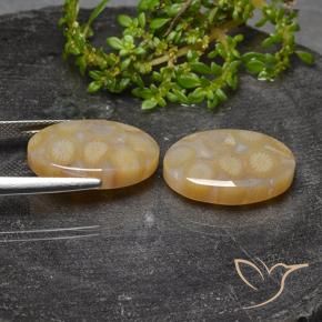 Gemme di Corallo fossile Multicolore naturale da 23.14 ct, Ovale, Traslucido
