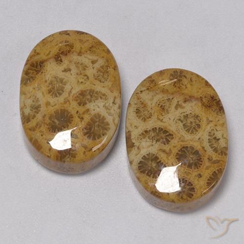 Gemme di Corallo fossile Multicolore naturale da 22.57 ct, Ovale, Opaco