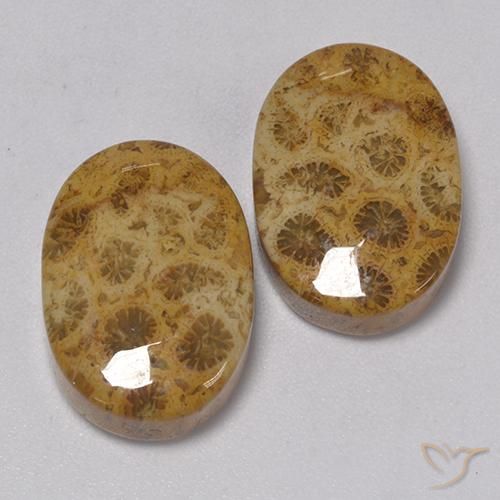 Gemme di Corallo fossile Multicolore naturale da 22.57 ct, Ovale, Opaco