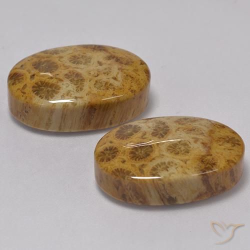 Gemme di Corallo fossile Multicolore naturale da 22.57 ct, Ovale, Opaco