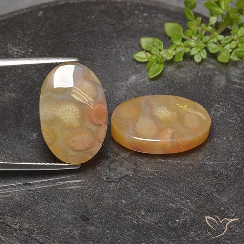 25.17ctw Naturale Multicolore Corallo fossile, Ovale, Traslucido