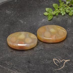 Gemme di Corallo fossile Multicolore naturale da 25.17 ct, Ovale, Traslucido