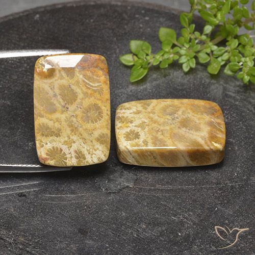 40.81ctw Naturale Multicolore Corallo fossile, Cuscino, Opaco