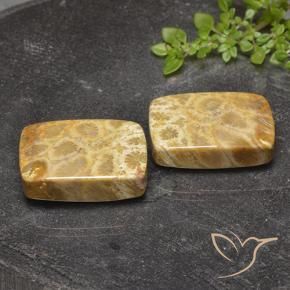 Gemme di Corallo fossile Multicolore naturale da 40.81 ct, Cuscino, Opaco
