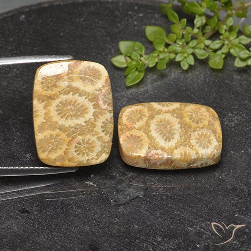 23.94ctw Naturale Multicolore Corallo fossile, Cuscino, Opaco
