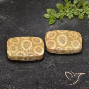 Gemme di Corallo fossile Multicolore naturale da 23.94 ct, Cuscino, Opaco